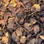 Cascara